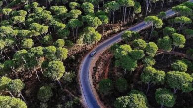 غابات الصنوبر التاريخية في لبنان تواجه أخطر موجة جفاف منذ عقود - تغير المناخ