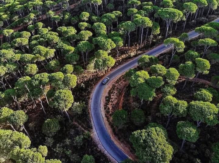 غابات الصنوبر التاريخية في لبنان تواجه أخطر موجة جفاف منذ عقود - تغير المناخ