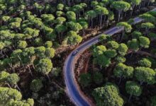 غابات الصنوبر التاريخية في لبنان تواجه أخطر موجة جفاف منذ عقود - تغير المناخ