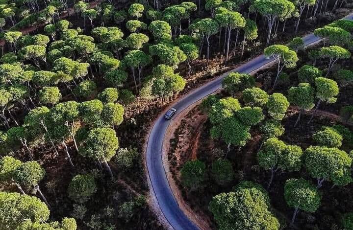 غابات الصنوبر التاريخية في لبنان تواجه أخطر موجة جفاف منذ عقود - تغير المناخ